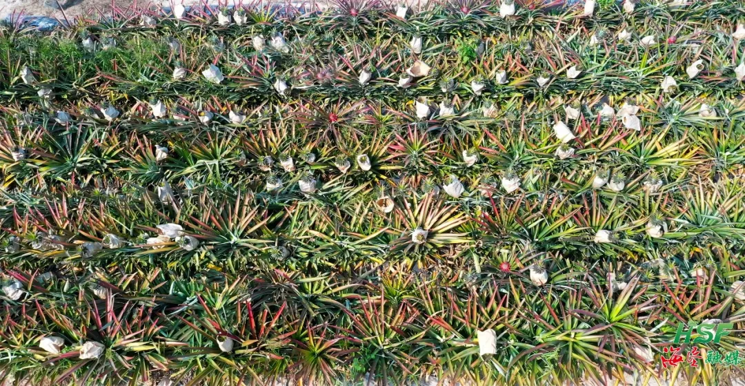 1775270585473017868.jpg 1775270585473017868.jpg