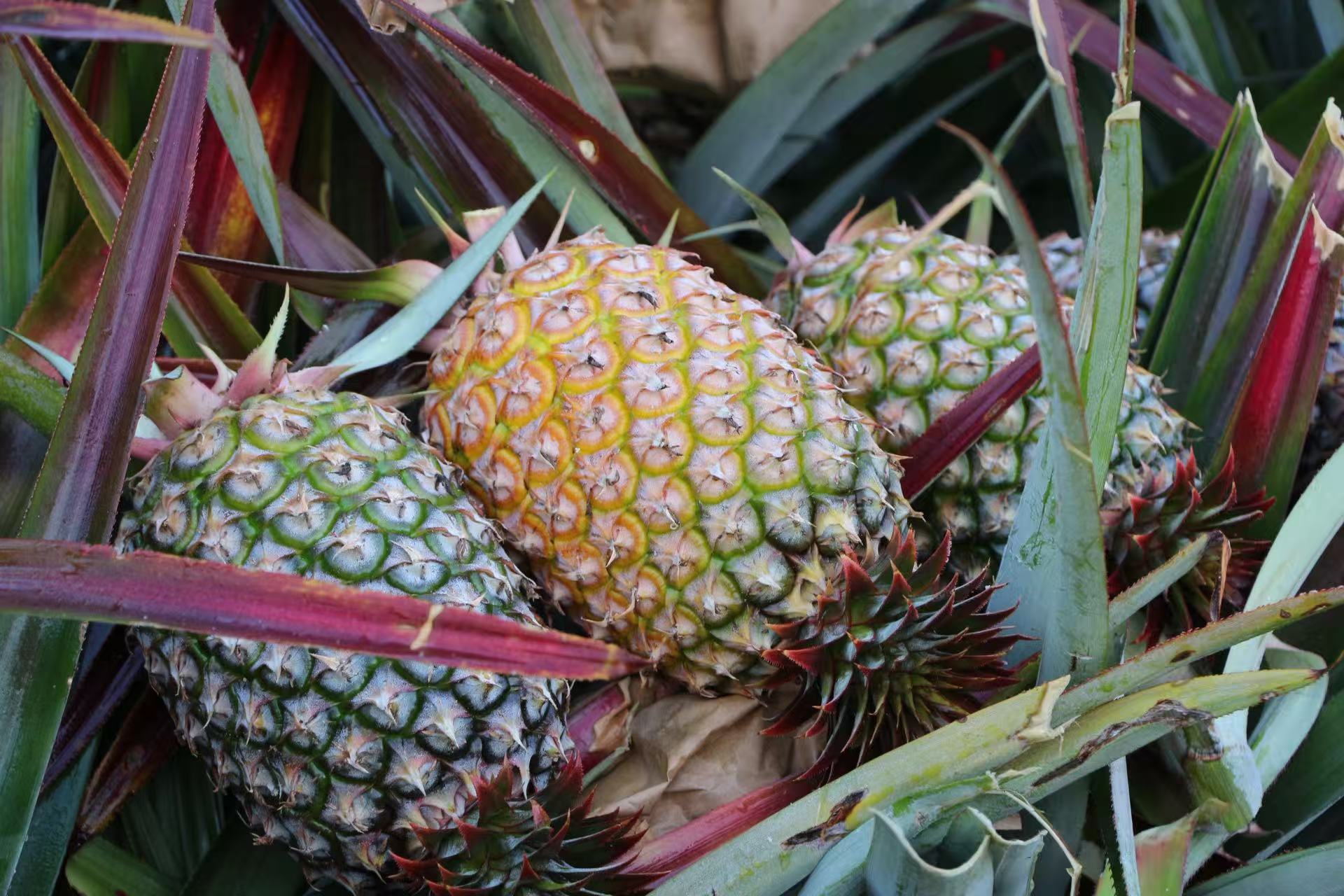 365英国上市官网鲜果金钻凤梨